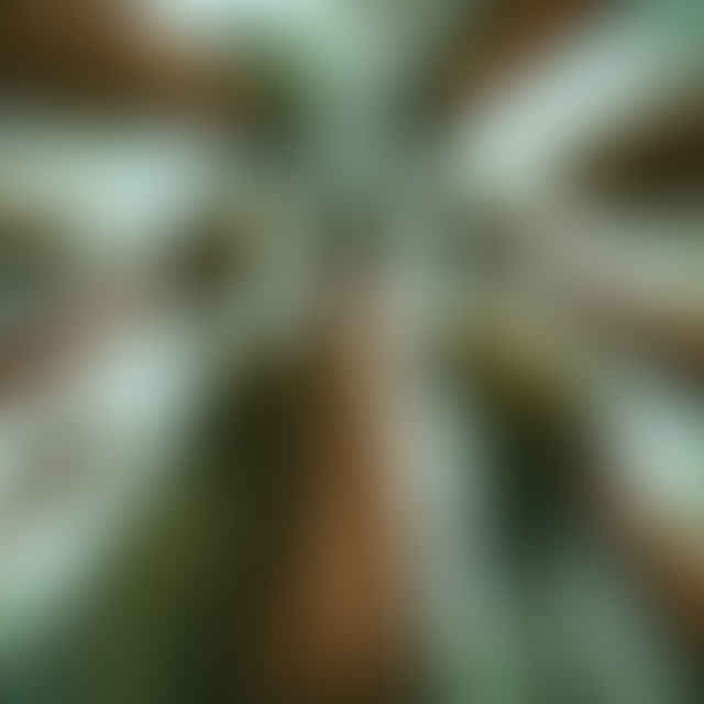 looking up at towering redwood trees