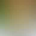 chicken stock